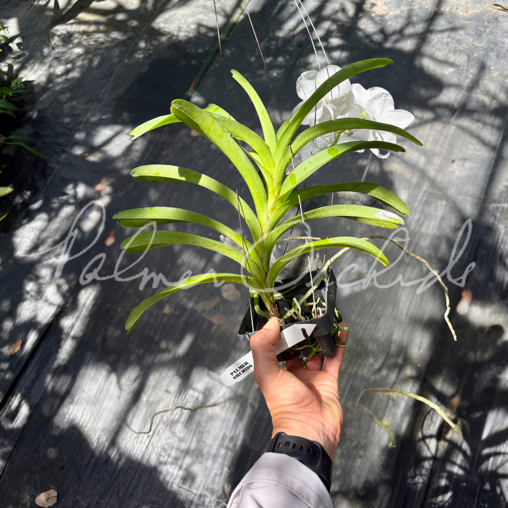 Vanda Nichanan White — Palmer Orchids